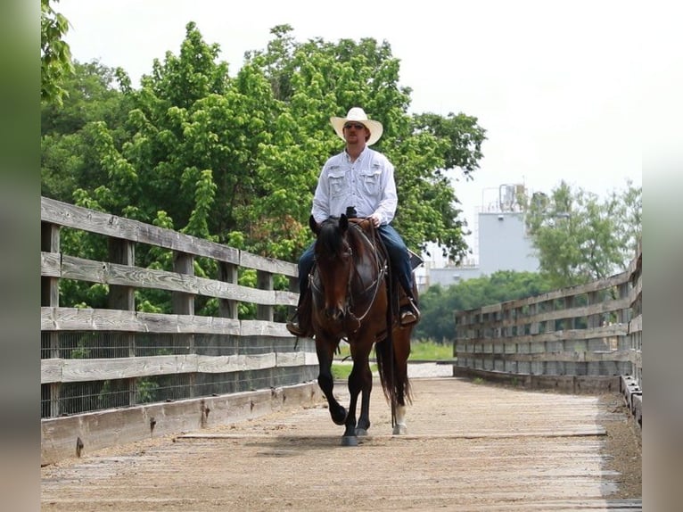 American Quarter Horse Castrone 5 Anni Baio ciliegia in Wetherford TX