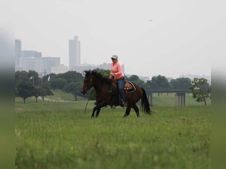 American Quarter Horse Castrone 5 Anni Baio ciliegia in Wetherford TX