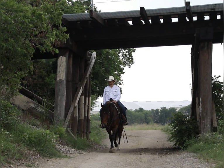 American Quarter Horse Castrone 5 Anni Baio ciliegia in Wetherford TX