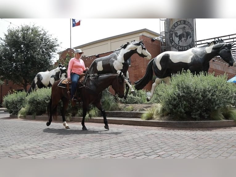 American Quarter Horse Castrone 5 Anni Baio ciliegia in Wetherford TX