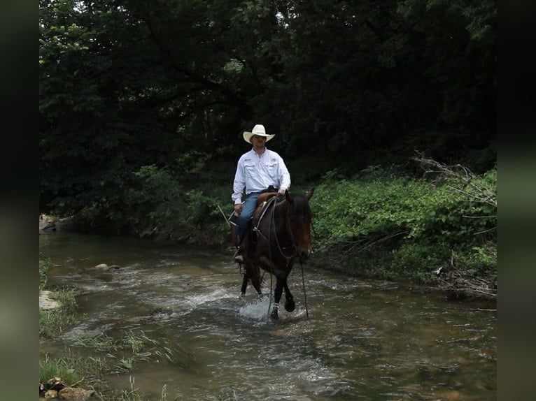 American Quarter Horse Castrone 5 Anni Baio ciliegia in Wetherford TX