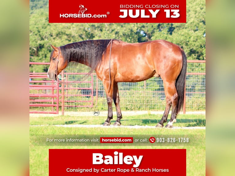 American Quarter Horse Castrone 5 Anni Baio ciliegia in De Kalb
