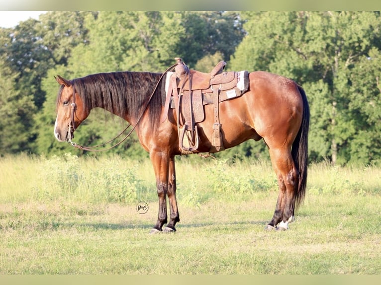 American Quarter Horse Castrone 5 Anni Baio ciliegia in De Kalb