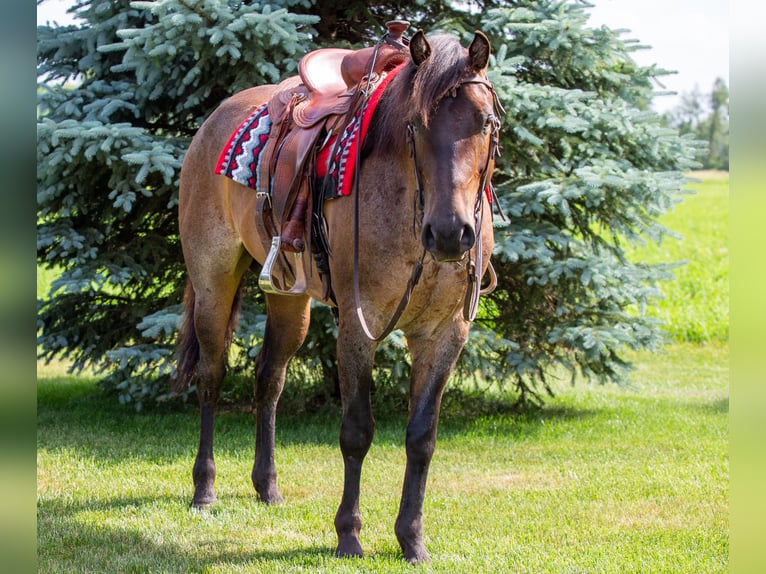 American Quarter Horse Castrone 5 Anni Baio roano in Lagrange