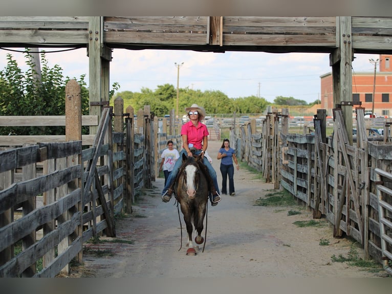American Quarter Horse Castrone 5 Anni Baio roano in Stephenville TX