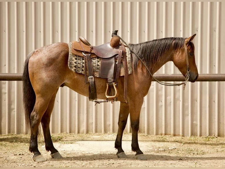 American Quarter Horse Castrone 5 Anni Baio roano in Havre