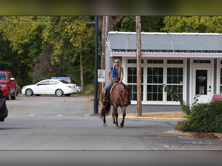 American Quarter Horse Castrone 5 Anni Baio roano in Quitman