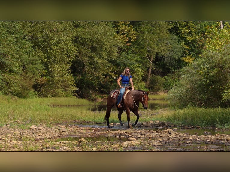 American Quarter Horse Castrone 5 Anni Baio roano in Quitman