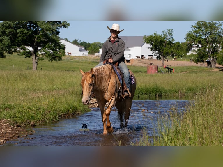 American Quarter Horse Castrone 5 Anni Champagne in Fredericksburg