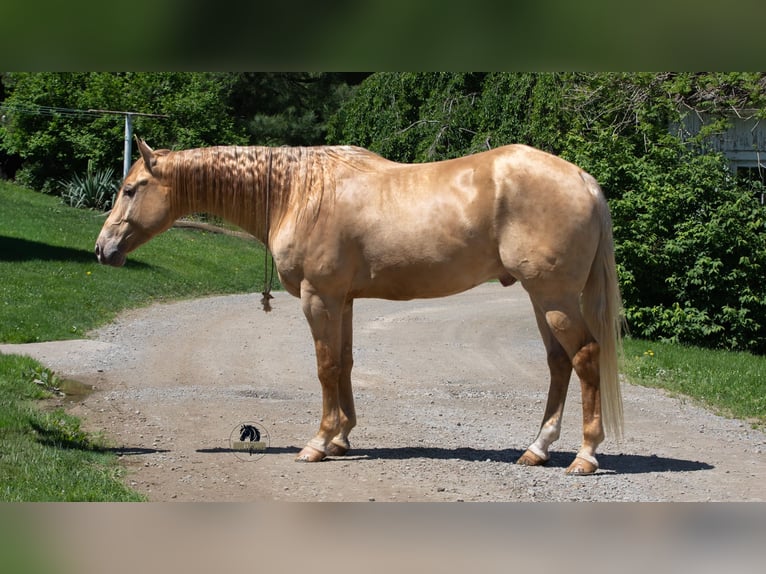 American Quarter Horse Castrone 5 Anni Champagne in Fredericksburg