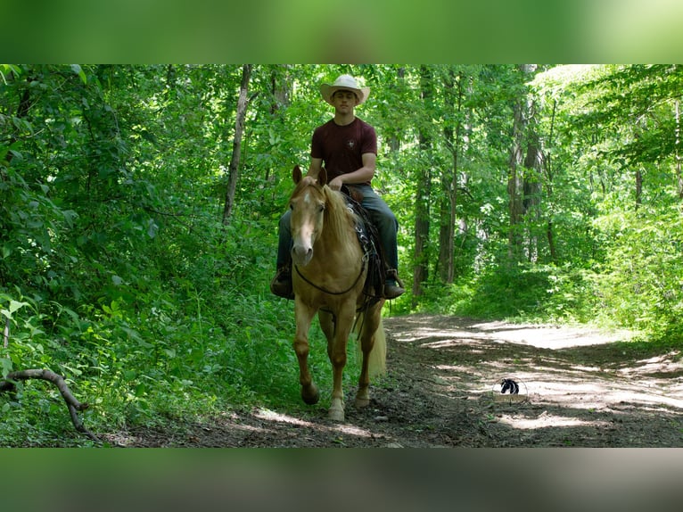 American Quarter Horse Castrone 5 Anni Champagne in Fredericksburg