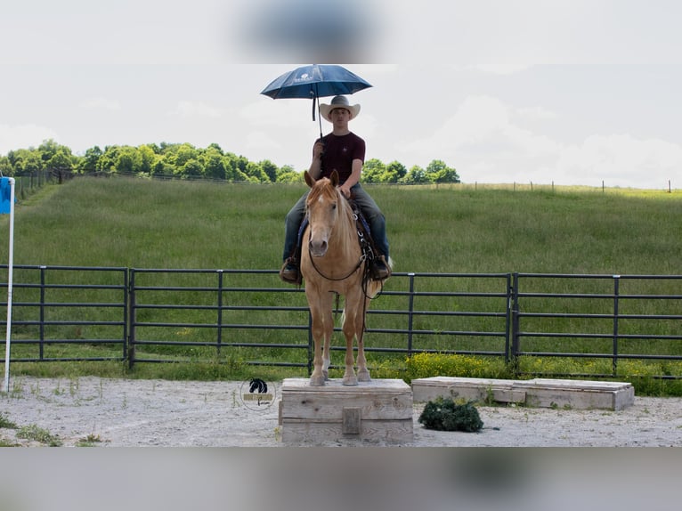 American Quarter Horse Castrone 5 Anni Champagne in Fredericksburg