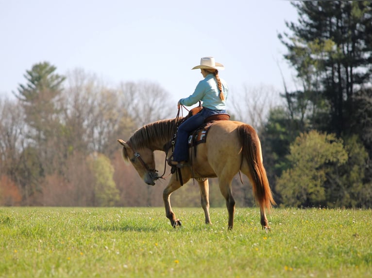 American Quarter Horse Castrone 5 Anni Champagne in Clarion