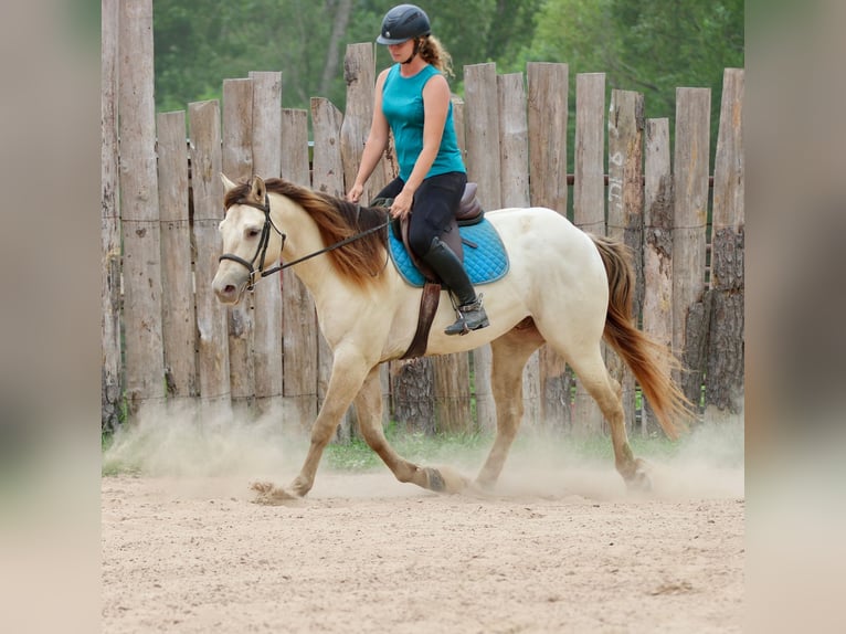 American Quarter Horse Castrone 5 Anni Champagne in Athens
