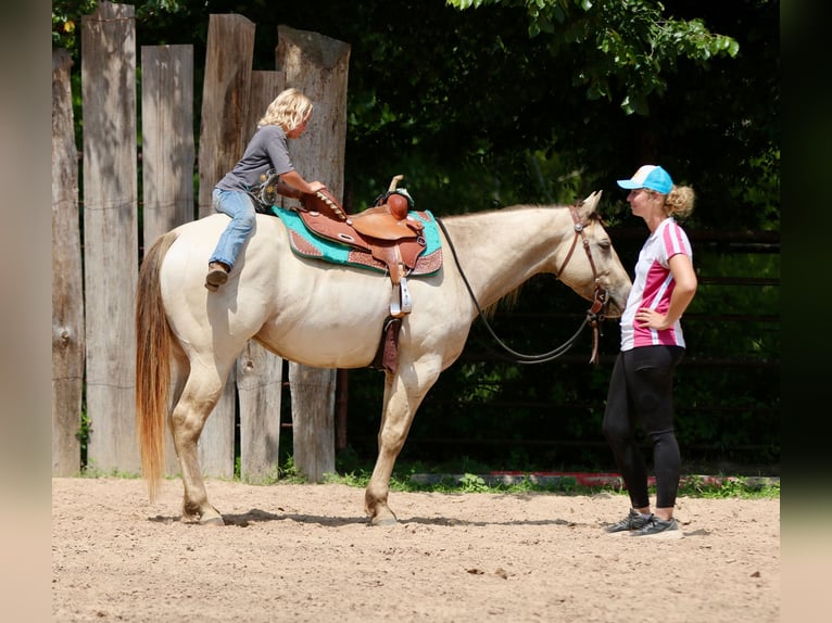 American Quarter Horse Castrone 5 Anni Champagne in Athens