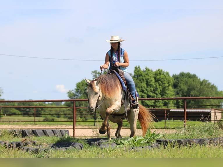American Quarter Horse Castrone 5 Anni Champagne in Athens