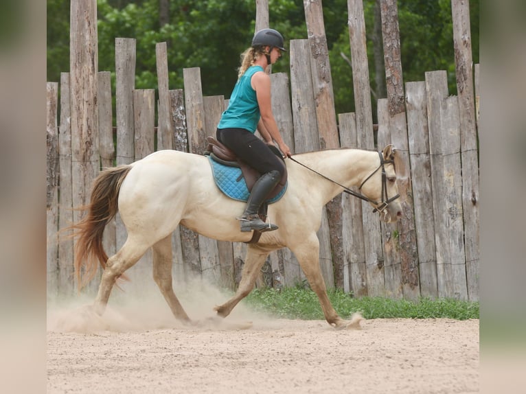 American Quarter Horse Castrone 5 Anni Champagne in Athens