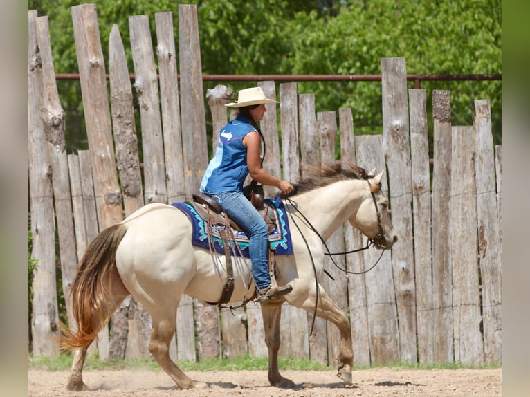 American Quarter Horse Castrone 5 Anni Champagne in Athens