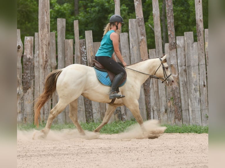 American Quarter Horse Castrone 5 Anni Champagne in Athens