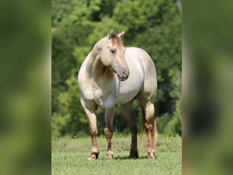 American Quarter Horse Castrone 5 Anni Champagne in Athens