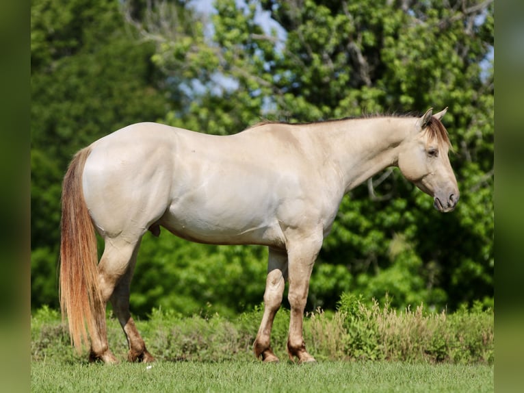 American Quarter Horse Castrone 5 Anni Champagne in Athens