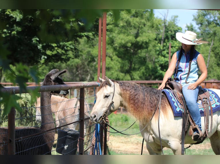 American Quarter Horse Castrone 5 Anni Champagne in Athens