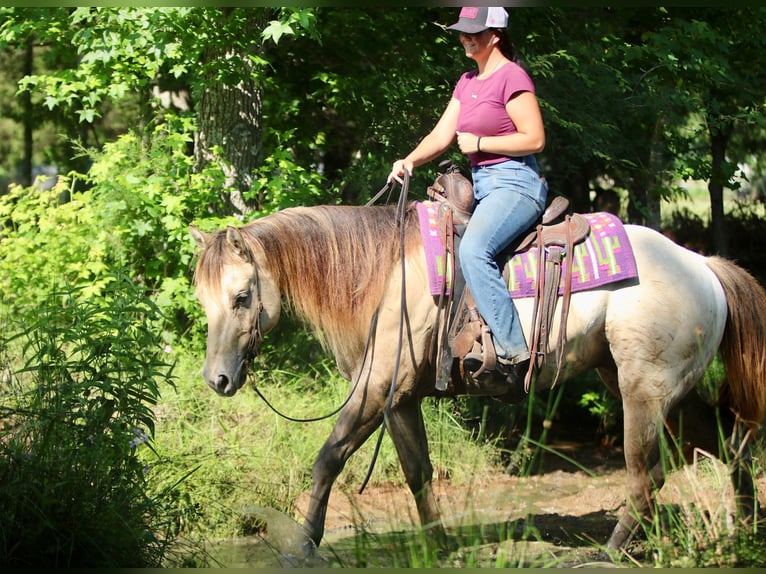 American Quarter Horse Castrone 5 Anni Champagne in Athens