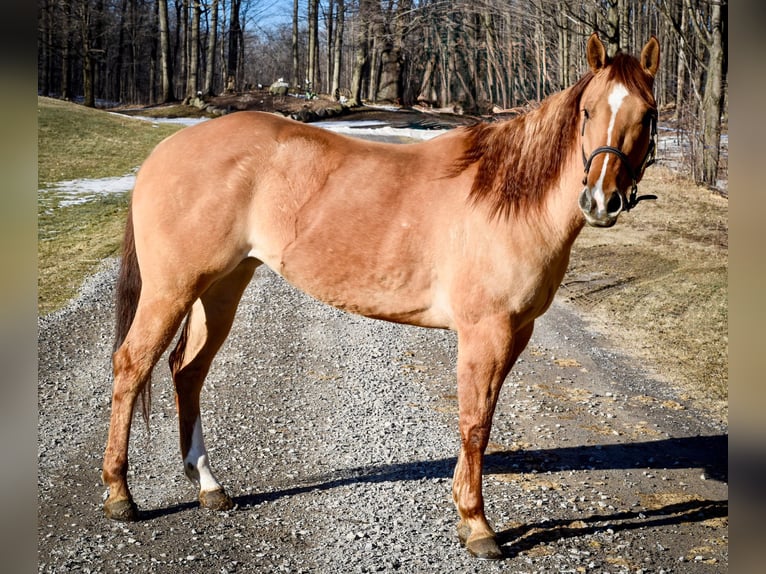 American Quarter Horse Castrone 5 Anni Falbo in Warsaw NY