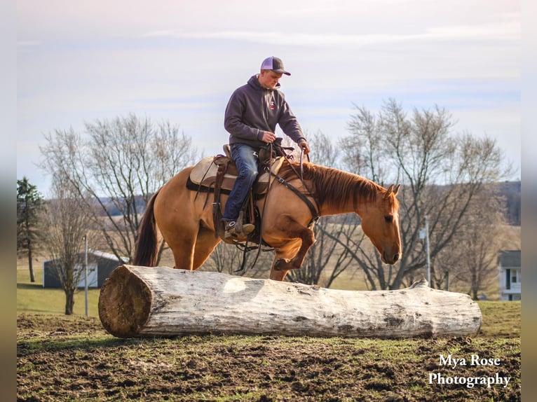 American Quarter Horse Castrone 5 Anni Falbo in Warsaw NY