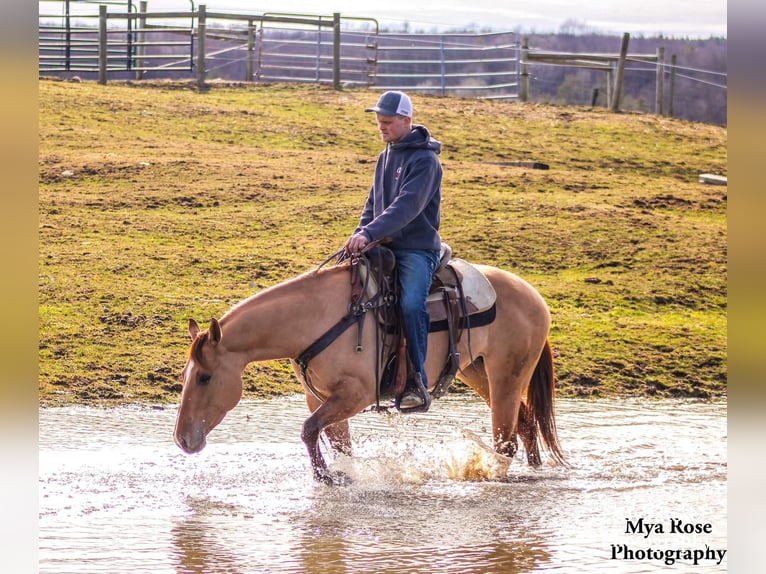 American Quarter Horse Castrone 5 Anni Falbo in Warsaw NY