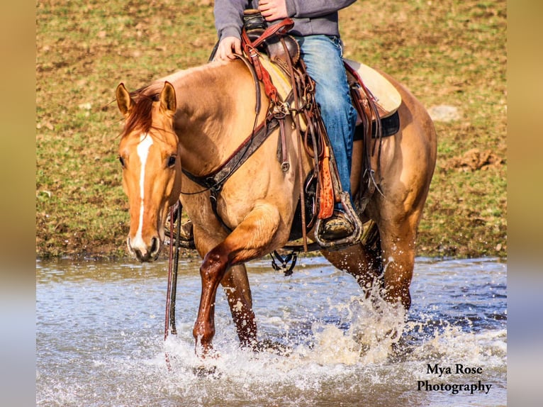 American Quarter Horse Castrone 5 Anni Falbo in Warsaw NY