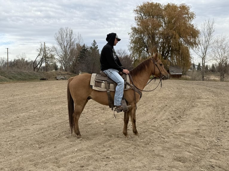 American Quarter Horse Castrone 5 Anni Falbo in Fort Collins