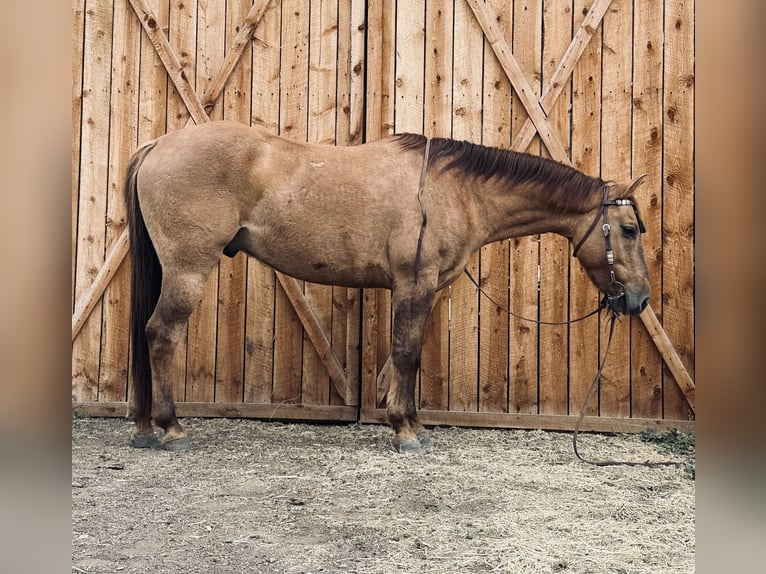 American Quarter Horse Castrone 5 Anni Falbo in Fort Collins