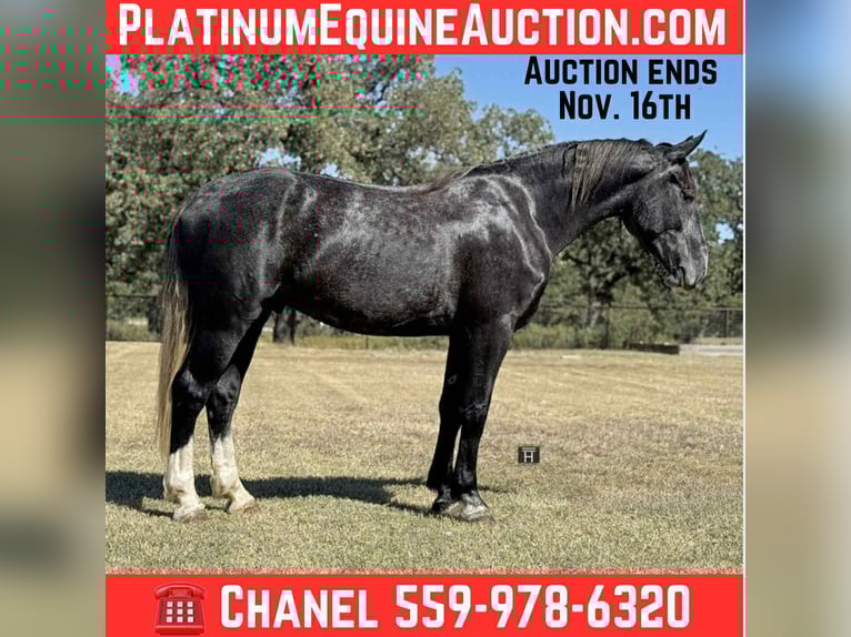 American Quarter Horse Castrone 5 Anni Grigio in Jacksboro TX