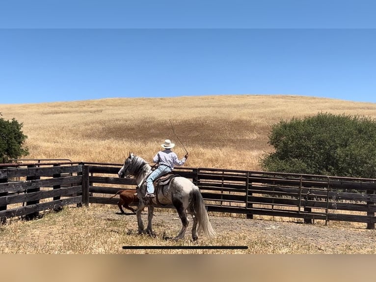 American Quarter Horse Castrone 5 Anni Grigio in Paicines CA