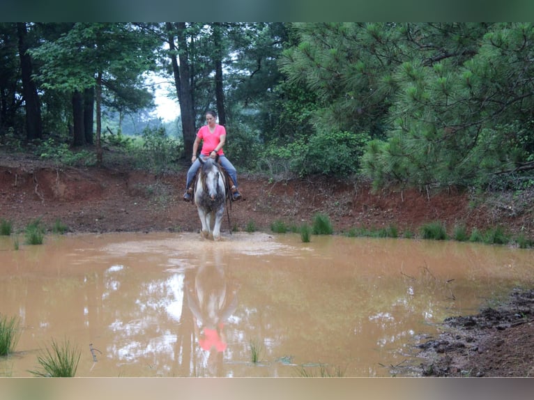 American Quarter Horse Castrone 5 Anni Grigio in rusk tx