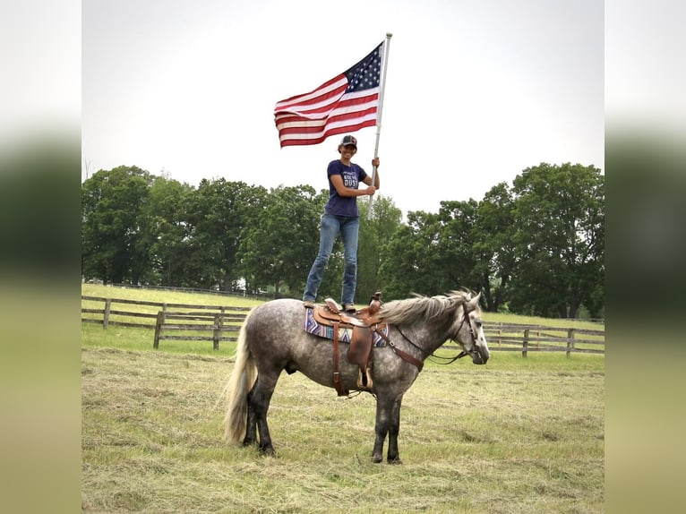 American Quarter Horse Castrone 5 Anni Grigio pezzato in Highland MI