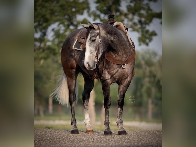 American Quarter Horse Castrone 5 Anni Grigio pezzato in Weatherford, TX