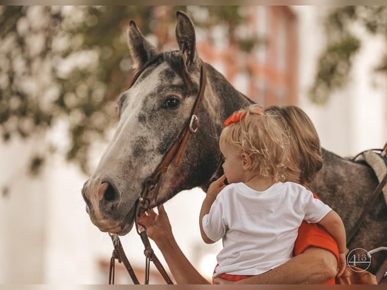 American Quarter Horse Castrone 5 Anni Grigio pezzato in Weatherford, TX