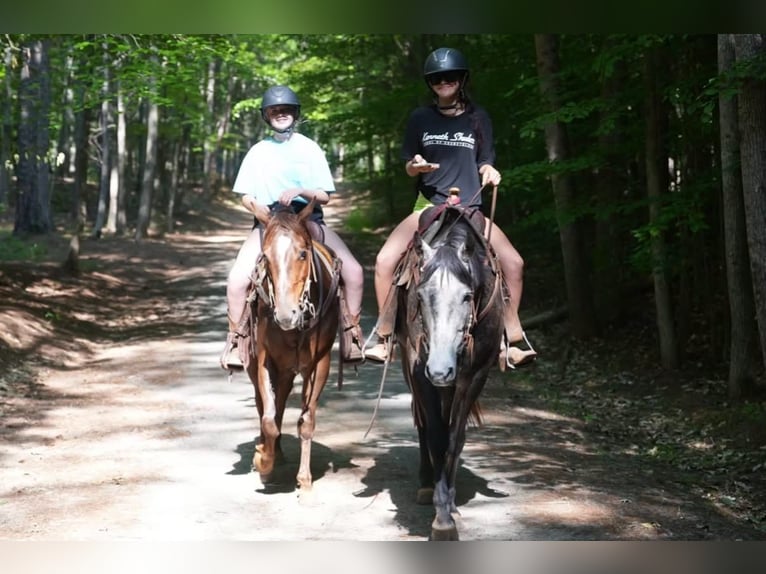 American Quarter Horse Castrone 5 Anni Grigio in Clover