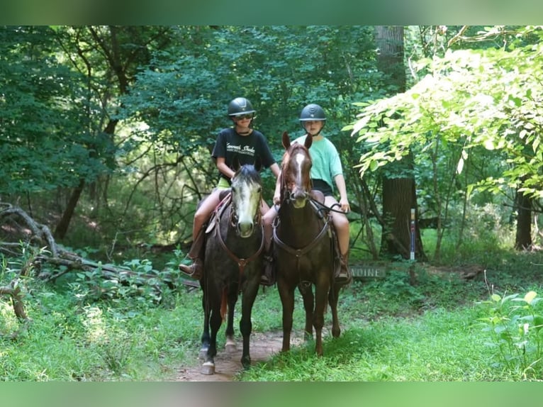 American Quarter Horse Castrone 5 Anni Grigio in Clover