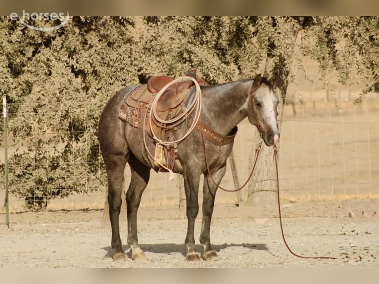 American Quarter Horse Castrone 5 Anni Grigio in Tres Pinos