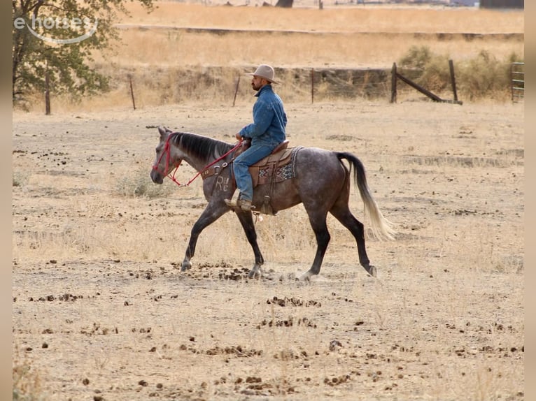 American Quarter Horse Castrone 5 Anni Grigio in Tres Pinos