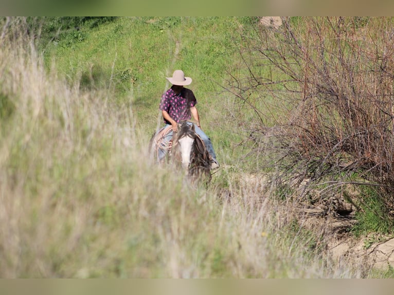 American Quarter Horse Castrone 5 Anni Grigio in Tres Pinos