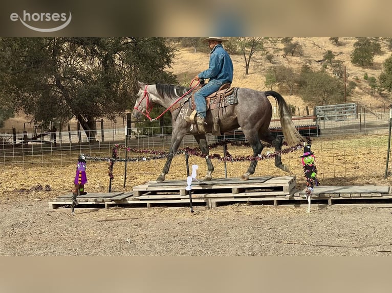 American Quarter Horse Castrone 5 Anni Grigio in Tres Pinos