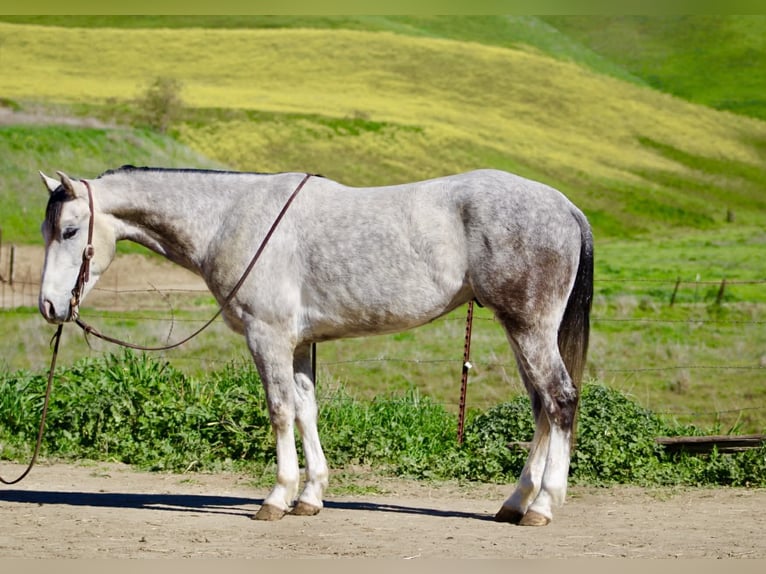 American Quarter Horse Castrone 5 Anni Grigio in Tres Pinos