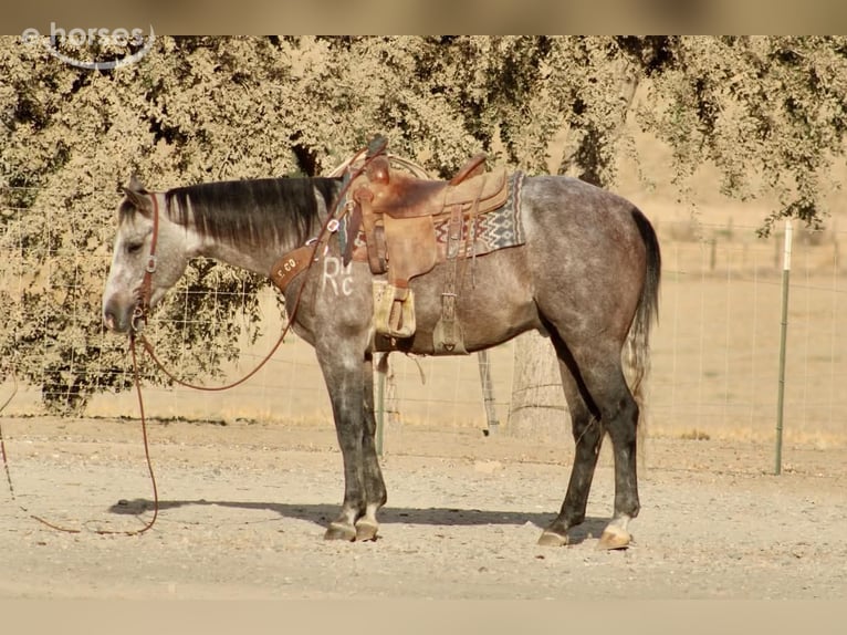 American Quarter Horse Castrone 5 Anni Grigio in Tres Pinos