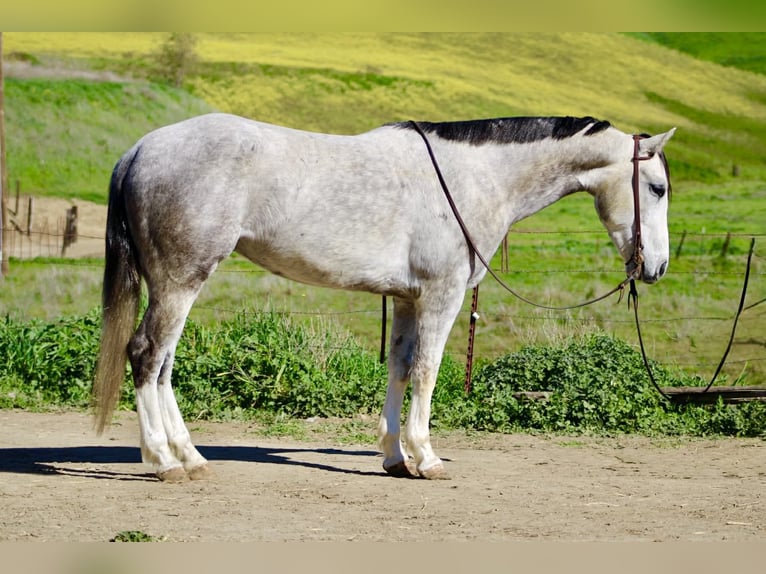 American Quarter Horse Castrone 5 Anni Grigio in Tres Pinos