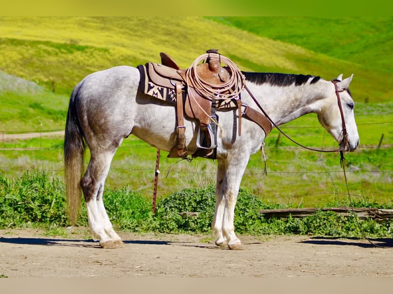 American Quarter Horse Castrone 5 Anni Grigio in Tres Pinos