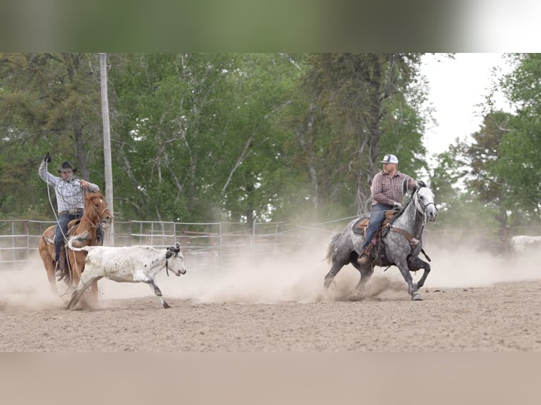 American Quarter Horse Castrone 5 Anni Grigio in Nevis